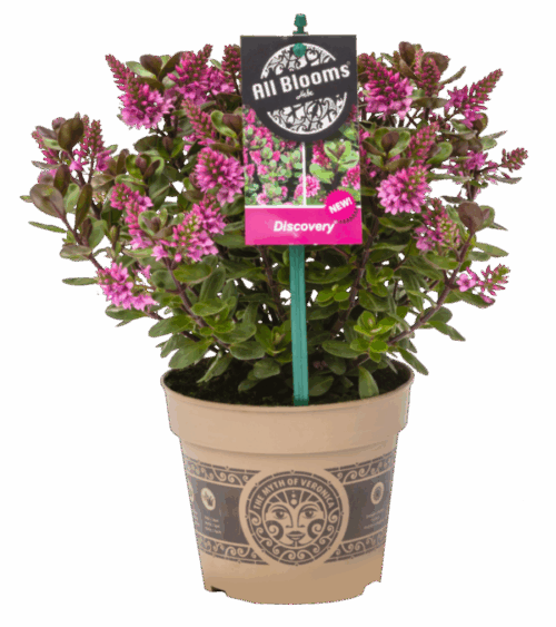 Hebe addenda  'All Blooms Solidos' - Obrázek 1