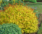 Spiraea bumalda 'Goldflame'