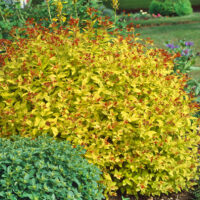 Spiraea bumalda 'Goldflame' - C2,5L-v. 20-30 cm