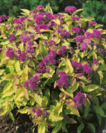 Spiraea bumalda 'Goldflame' - Obrázek 2