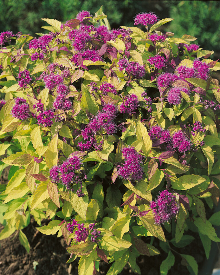 Spiraea bumalda 'Goldflame'