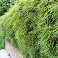 Fargesia rufa