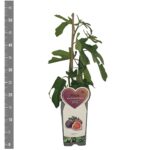 Ficus carica 'Rouge de Bordeaux' - Obrázek 2