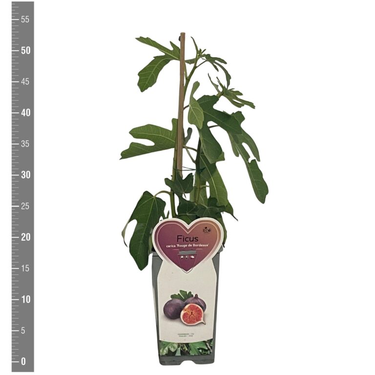 Ficus carica 'Rouge de Bordeaux'