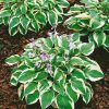 Hosta hybrida 'Wide Brim' - Kontejner 1 l