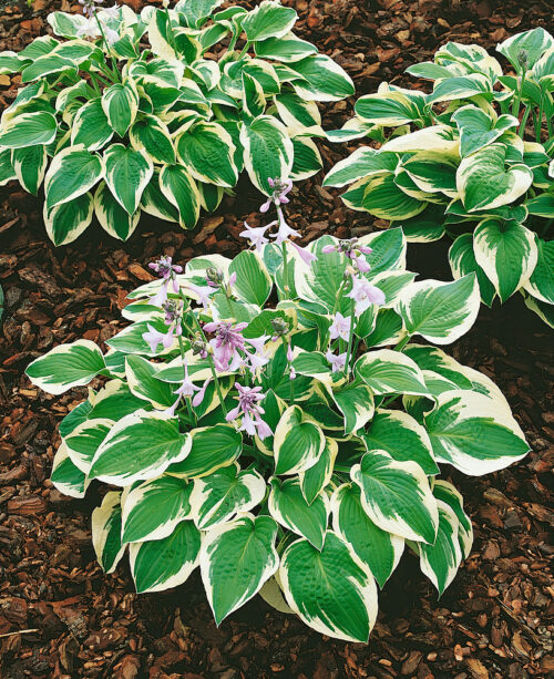 Hosta hybrida 'Wide Brim' - Obrázek 1
