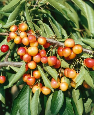 Třešeň 'Napoleonova'