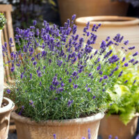 Lavandula angustifolia-solitéra