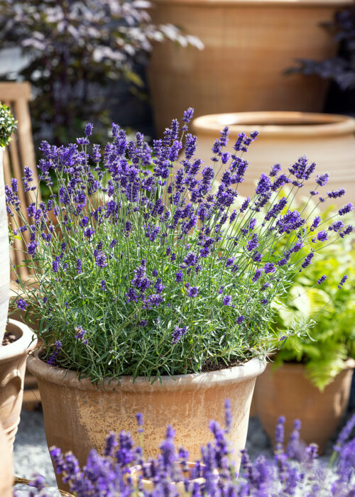 Lavandula angustifolia-solitéra - Obrázek 1