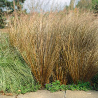 Carex buchananii 'Red Rooster'