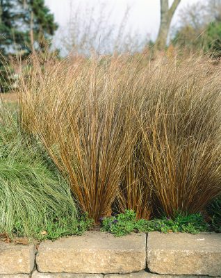 Carex buchananii 'Red Rooster'