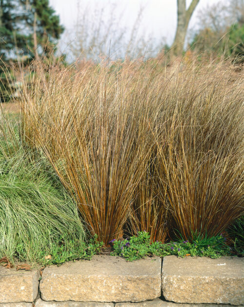 Carex buchananii 'Red Rooster' - Image 1