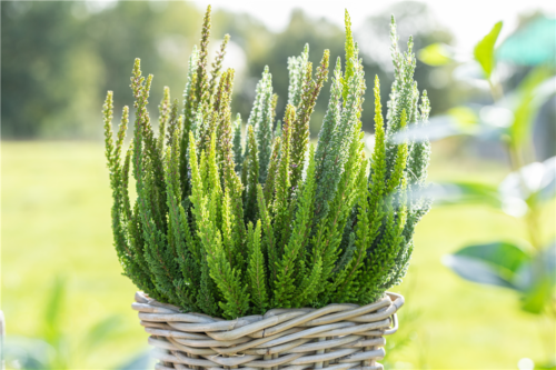 Calluna vulgaris 'Skyline'® - Obrázek 2
