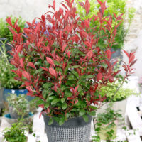 Photinia fraseri 'Carre Rouge'