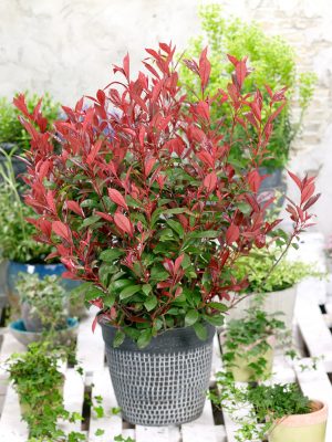 Photinia fraseri 'Carre Rouge'