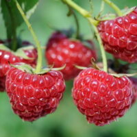 Rubus idaeus 'Zefa Herbsternte'