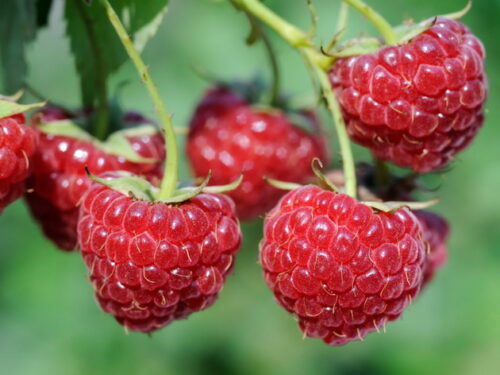 Rubus idaeus 'Zefa Herbsternte' - Obrázek 1