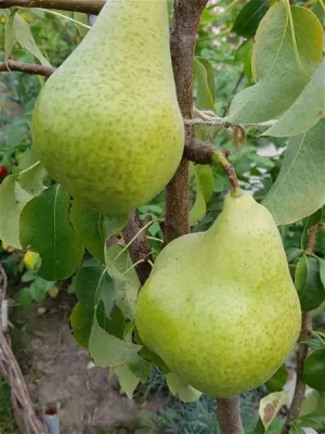 Hrušeň sloupovitá 'CONDO'