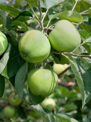 Jabloň 'Průsvitné letní'