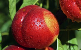 Nektarinka 'Flavortop'