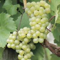 Vitis vinifera 'Vroege van der Laan'