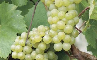 Vitis vinifera 'Vroege van der Laan'