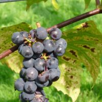 Vitis vinifera 'Rembrandt', v. 70 CM