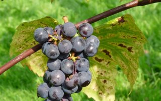 Vitis vinifera 'Rembrandt', v. 70 CM