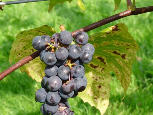 Vitis vinifera 'Rembrandt', v. 70 CM - Obrázek 1