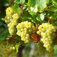 Vitis vinifera 'Bianca´ Bianca', v. 70 CM