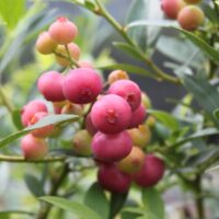 Vaccinium cor. 'Pink Berry', v. 50–60 CM
