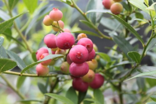 Vaccinium cor. 'Pink Berry', v. 50–60 CM - Obrázek 1
