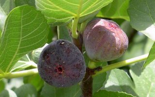 Ficus carica 'Rouge de Bordeaux'