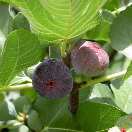Ficus carica 'Rouge de Bordeaux' - Obrázek 1