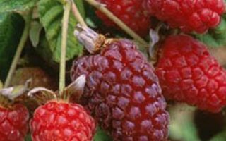 Rubus frut. (loganobaccus ) 'Loganberry', Thornless 50–60 cm