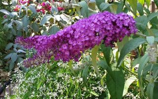 Buddleja davidii Buzz 'Violet'©