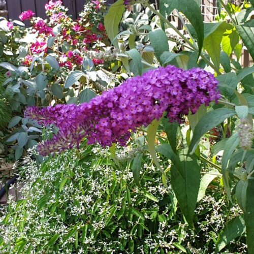 Buddleja davidii Buzz 'Violet'© - Obrázek 1