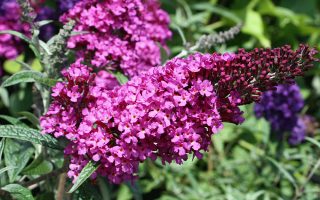 Buddleja davidii 'Buzz Pink Purple'©