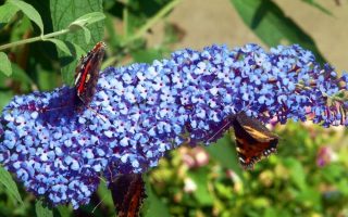 Buddleja davidii Buzz 'Sky Blue'©