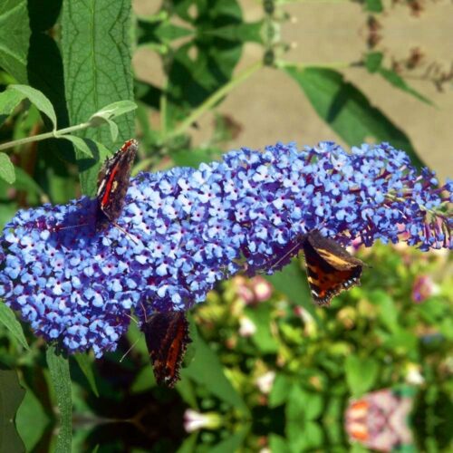 Buddleja davidii Buzz 'Sky Blue'© - Obrázek 1