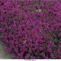 Thymus serpyllum 'Purple Beauty'