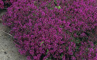 Thymus serpyllum 'Purple Beauty'