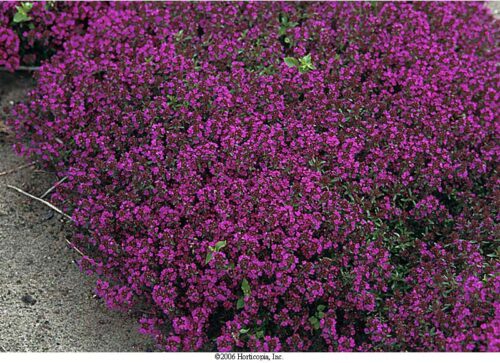 Thymus serpyllum 'Purple Beauty' - Obrázek 1
