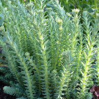 Sedum reflexum 'Blue Cashion'