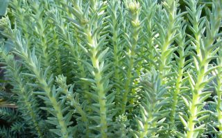Sedum reflexum 'Blue Cashion'