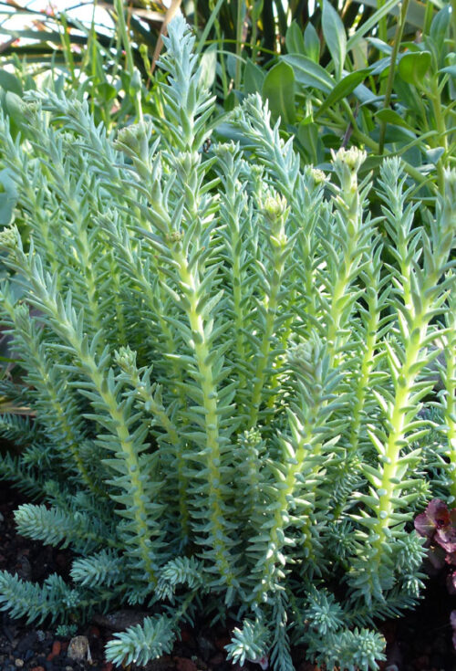 Sedum reflexum 'Blue Cashion' - Obrázek 1