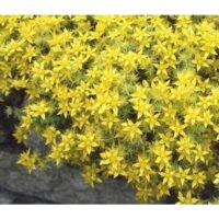Sedum acre 'Yellow Queen'