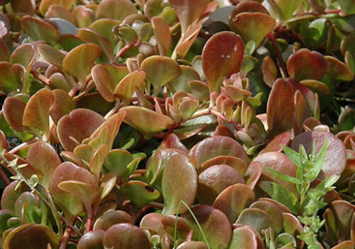 Sedum tetractinum 'Coral Reef' - Obrázek 1
