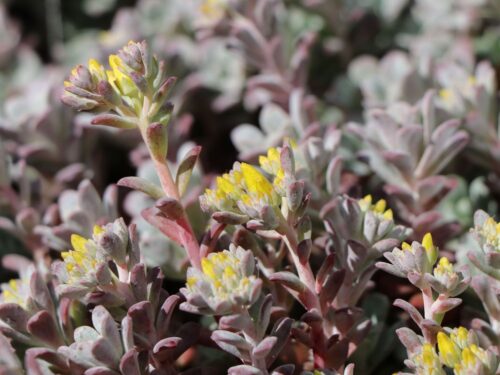 Sedum spathulifolium 'Purpureum' - Obrázek 1