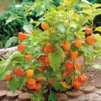 Physalis peruviana